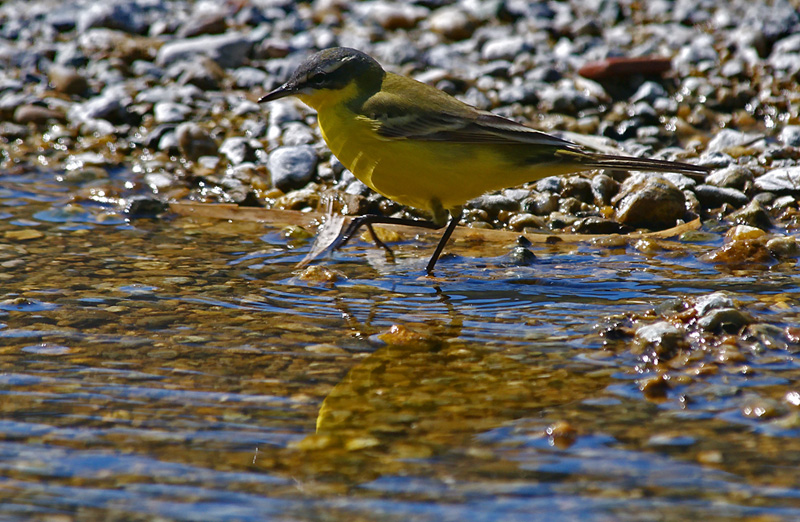 zampettando nell''acqua (Ballerina gialla)